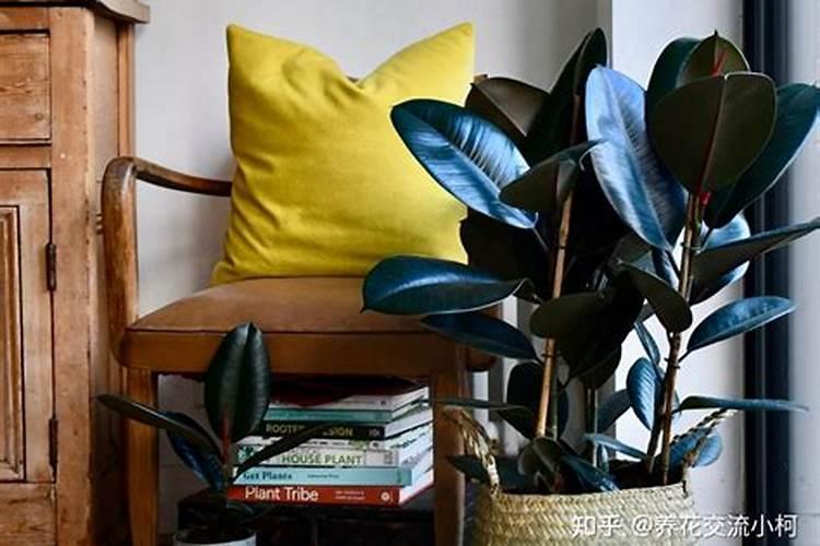 木香花叶尖干枯怎么回事 木香花叶子尖焦枯怎么办