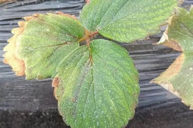 山竹的施肥方法