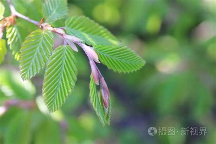 底肥一般用什么肥料