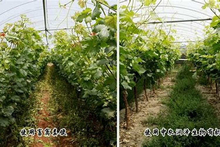 栽杨树时用什么肥做底肥？