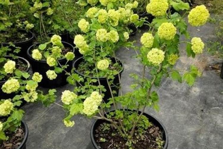 绣球花施肥时间和方法