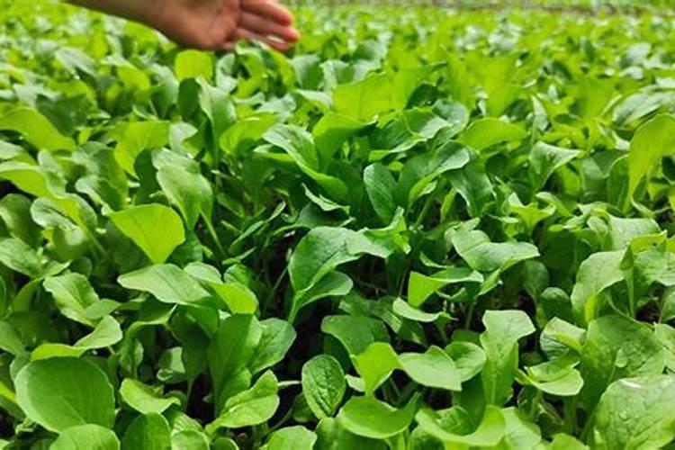 大白菜用什么肥料追肥(上几次肥最好,什么时候用肥)