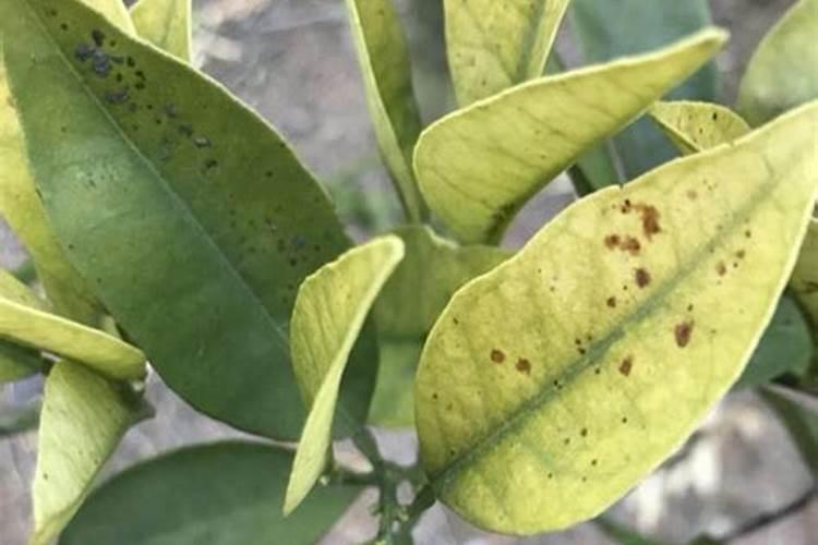 怎样才能使植物快速生根？