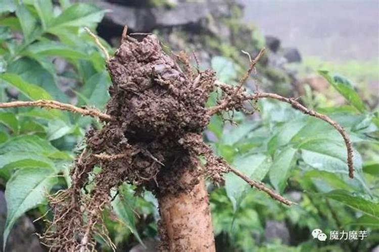 魔芋追肥用什么肥料好