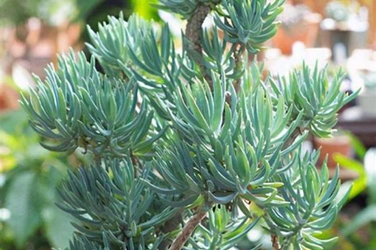 冬小麦可以春天种吗