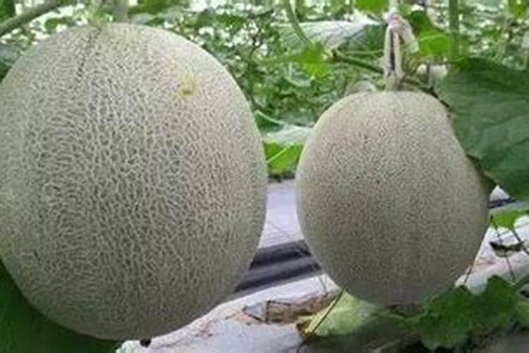 白菜定苗后追什么肥 该如何选择呢