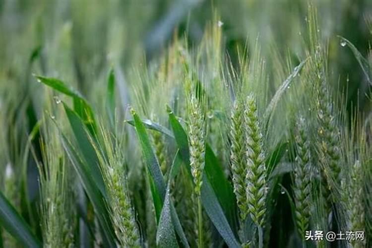 种小麦用什么复合肥好什么牌子的