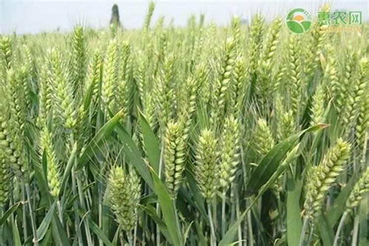 叶面肥怎么用？小麦叶面肥。