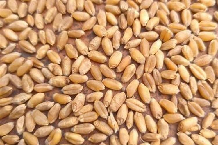 小麦增产秘诀选对水溶肥,产量提升不是梦