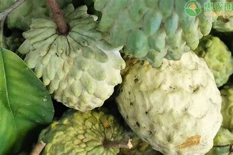 豆角整枝打杈技术是怎样的？整枝原则是什么呢？