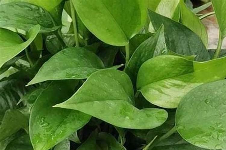 瓠瓜追肥用什么肥料好