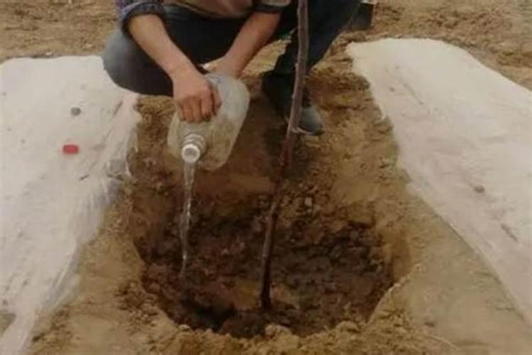 硼肥对人体有毒吗 用多了有什么坏处