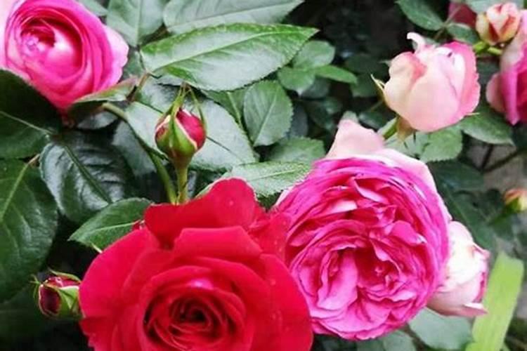 一亩玉米地要用多少有机肥