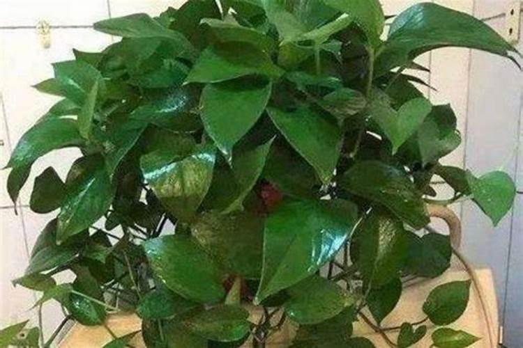 促使植物叶子发绿的肥料、促使植物叶子发绿的肥料有哪些