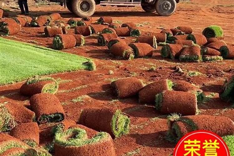 四季长青的草坪有哪些 四季常青的草坪品种