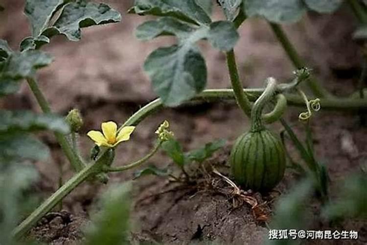 火龙果薄肥勤施施肥方法