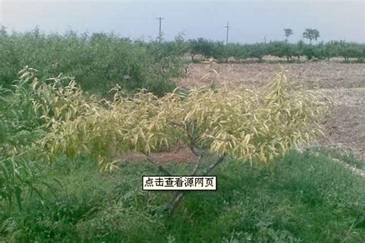 掺混肥和复合肥的区别