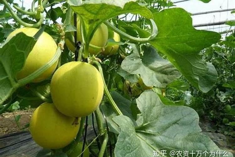 磷肥和磷酸二氢钾的区别