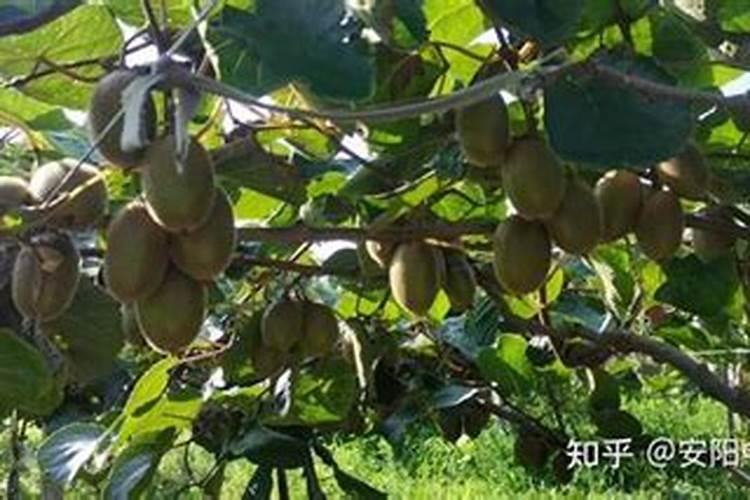 猕猴桃保花保果用什么水溶肥好？保花保果专用叶面肥？