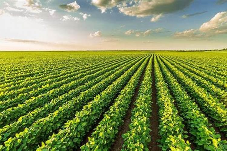 喷施磷酸二氢钾和高钾水溶肥哪个效果好