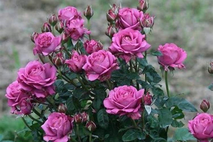 生物有机肥用于每亩土地的合适用量是多少