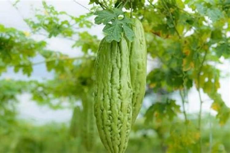 种菜用什么肥料做底肥 种菜的时候用什么做底肥好