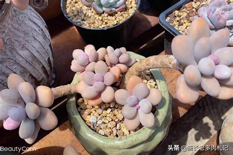 金粳818对下年水稻有影响吗 种植注意事项有哪些