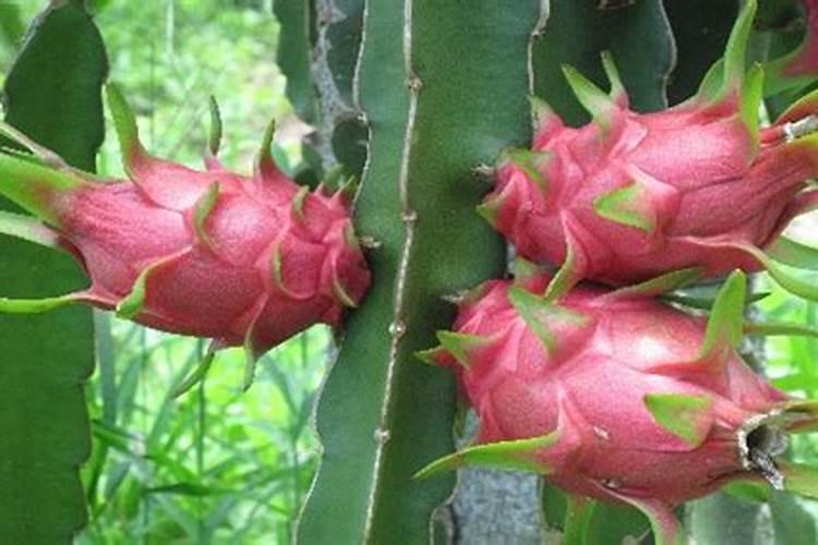 钙肥的作用及施用方法