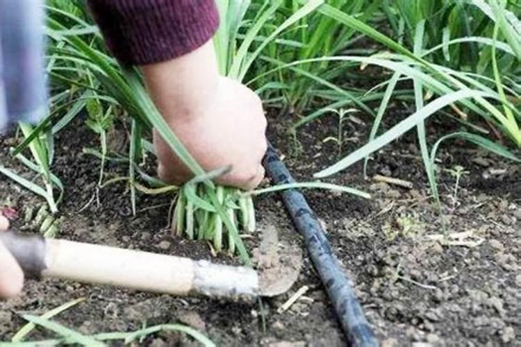 韭菜用肥有什么高招
