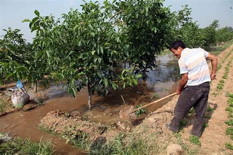 玉米控旺用什么药