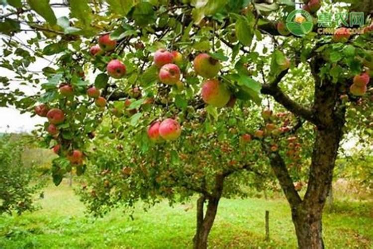 苹果树套完袋后什么时候喂肥？