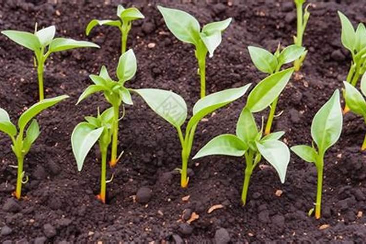 辣椒用什么水溶肥能增产？经验老农为您指导