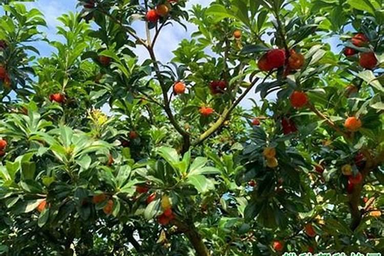 杨梅苗的种植方法