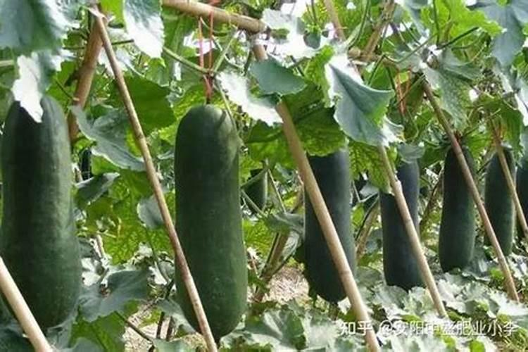 冬瓜药害,叶片变成老化,有什么办法使其迅速变绿