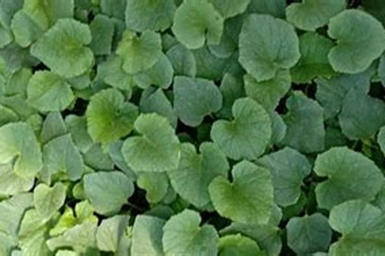 沙糖桔七月份施什么肥