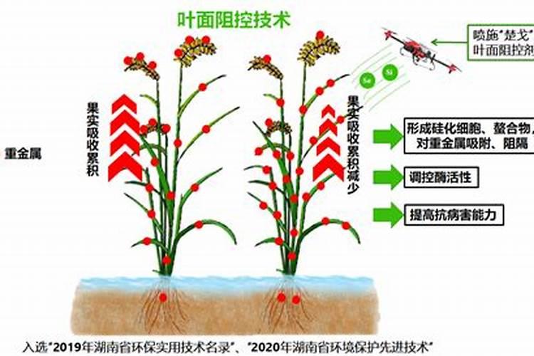磷酸二氢钾和尿素喷芒果叶面有怎么样作用