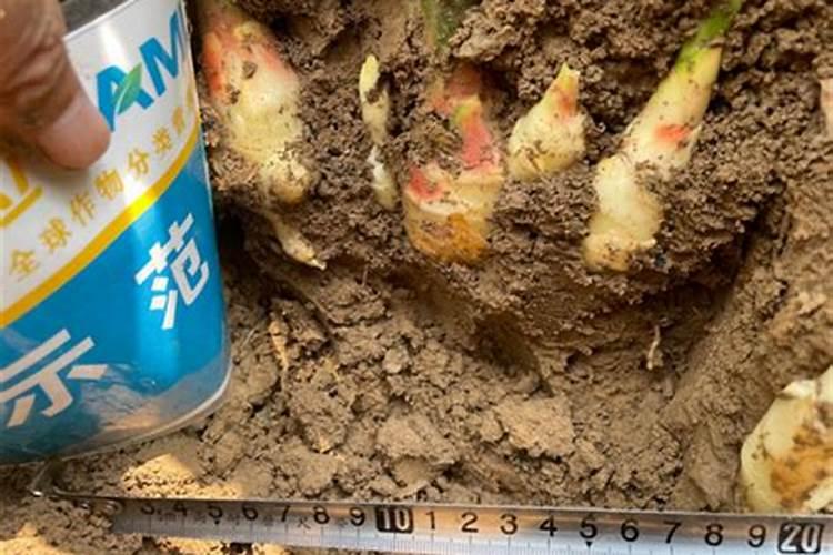 施什么肥可以促进开花