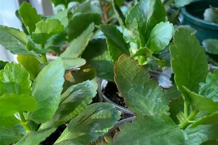 达思罗草莓苗一亩地种植多少棵