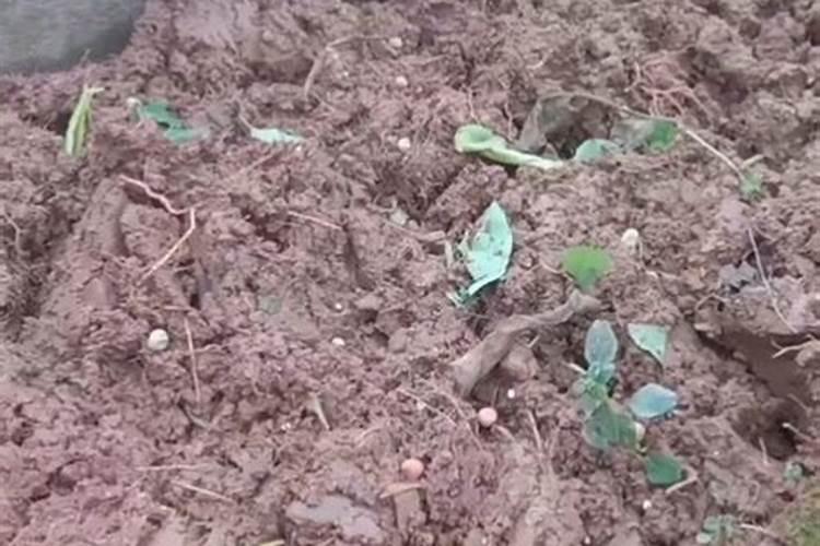 尿素氮肥使用方法