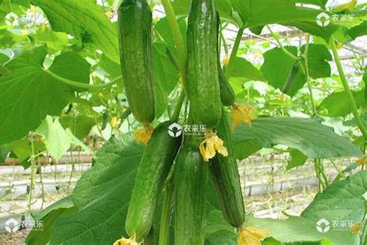 小麦化肥含氮磷钾的量多少最合适