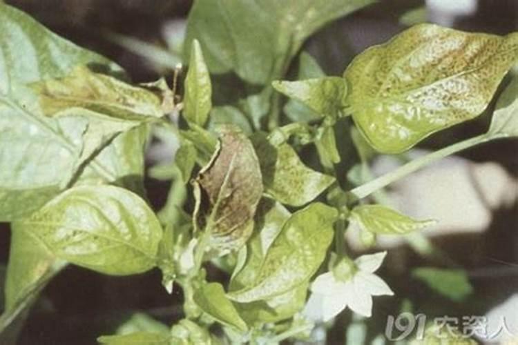 辣椒缺硼表现什么症状？