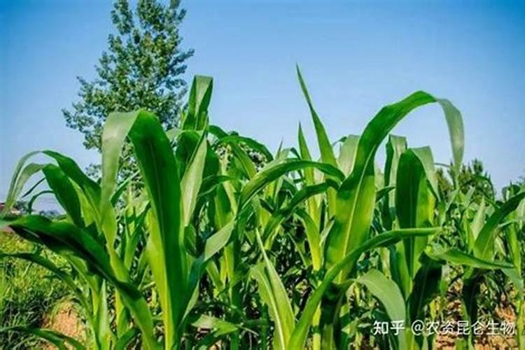 微量元素肥料有哪些