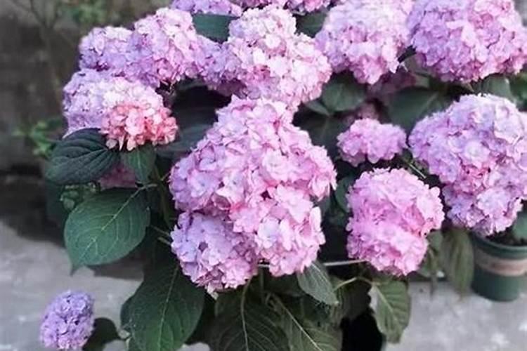 大量元素肥料和微量元素肥料有什么区别