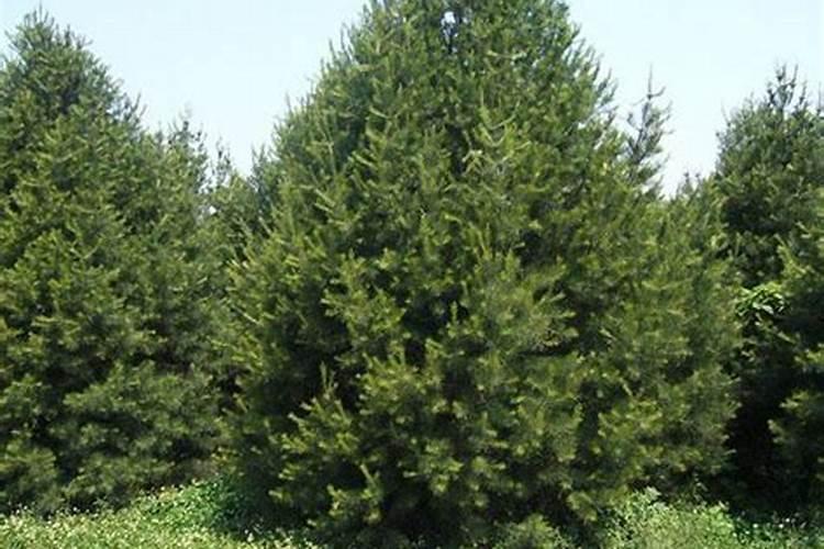 种红薯用什么肥料合适