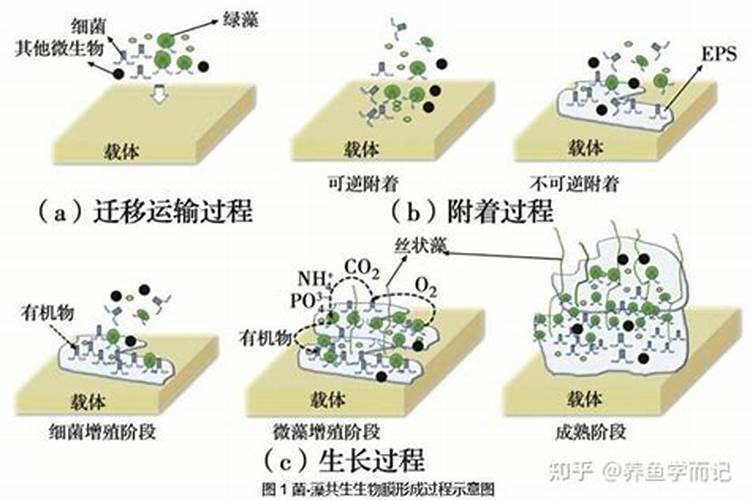 果树膨果最快最好的方法