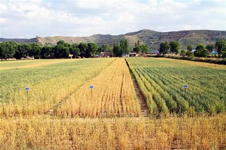 小麦打什么叶面肥高产