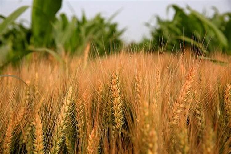 沃巴盾与根宝那个对小麦效果好？