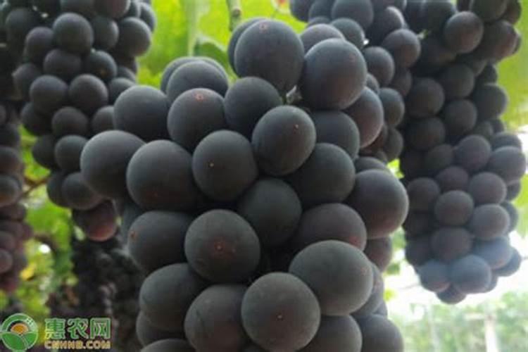 月季开花后还需要施肥吗