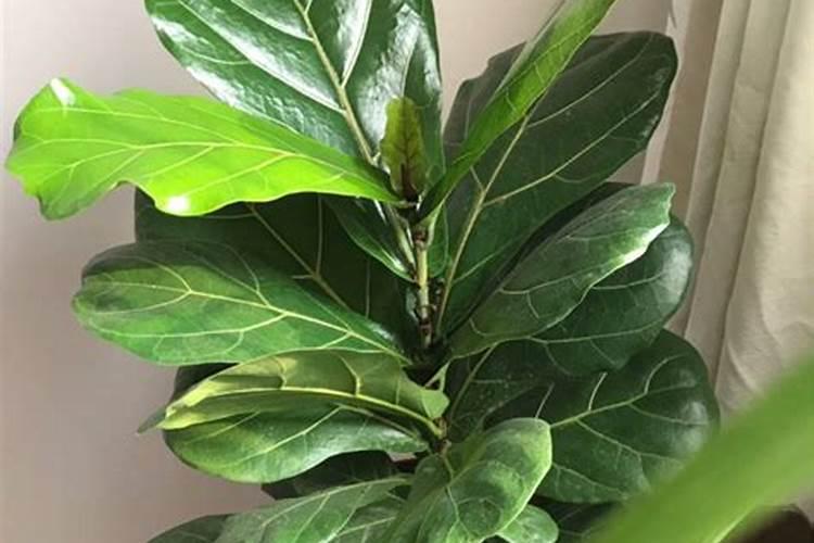 钾肥过量有什么危害科学施肥