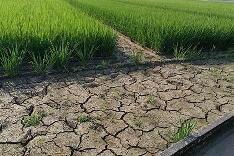 夏季养护月季施肥时需要牢记的禁忌